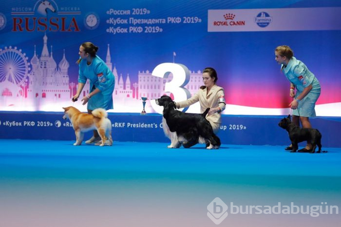 Köpek fuarına 34 ülkeden 9 bini aşkın köpek katıldı