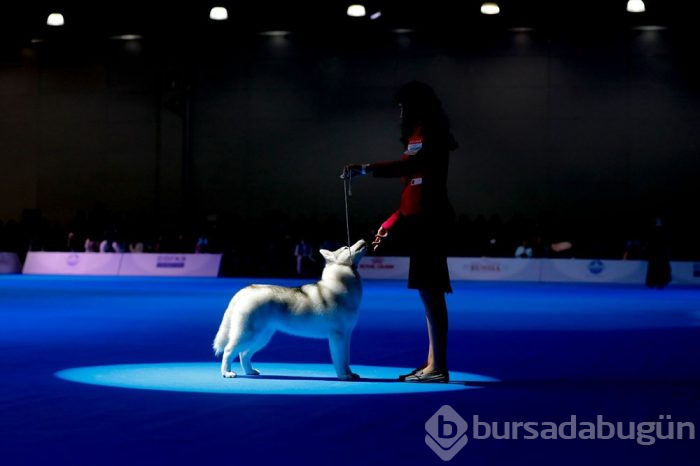 Köpek fuarına 34 ülkeden 9 bini aşkın köpek katıldı