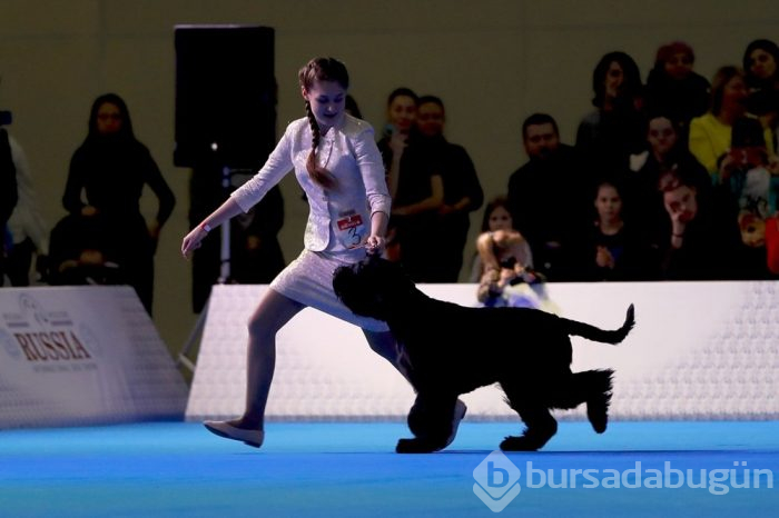 Köpek fuarına 34 ülkeden 9 bini aşkın köpek katıldı