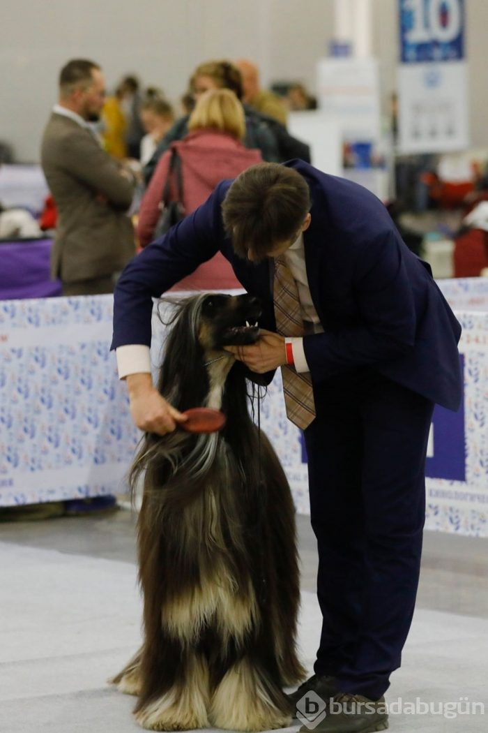 Köpek fuarına 34 ülkeden 9 bini aşkın köpek katıldı
