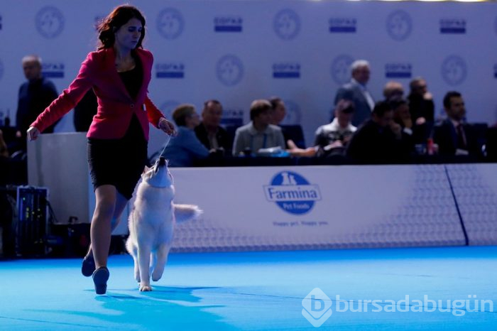 Köpek fuarına 34 ülkeden 9 bini aşkın köpek katıldı