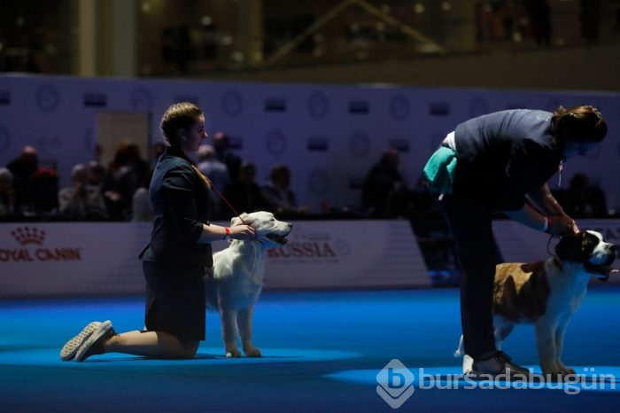 Köpek fuarına 34 ülkeden 9 bini aşkın köpek katıldı