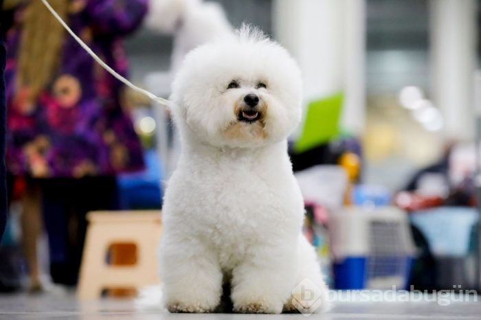 Köpek fuarına 34 ülkeden 9 bini aşkın köpek katıldı
