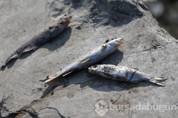 Bursa'da çevre felaketi