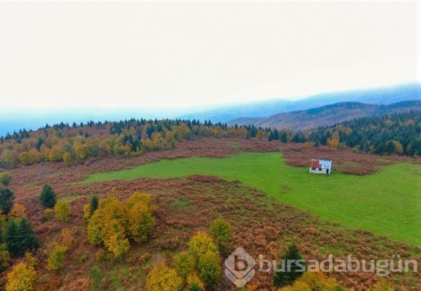Ordu sarının tonlarına teslim oldu