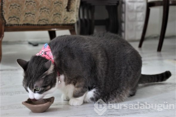 Kediyi görenler aslan yavrusu sanıyor!