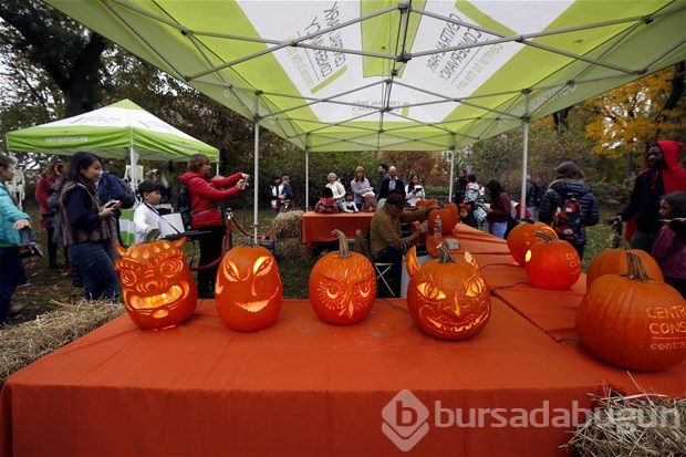 Central Park'ta bal kabaklarından ilginç şekiller