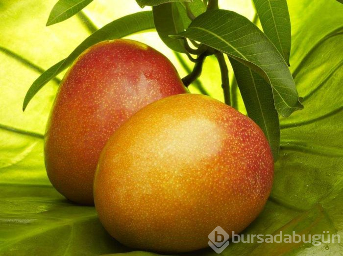 Kansere karşı kalkan etkisi var!
