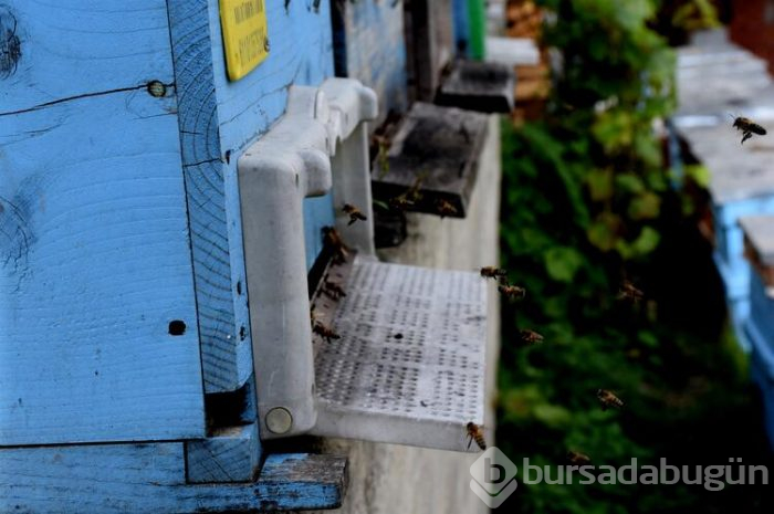 Türkülere konu olan 'Ağasar balı' gün yüzüne çıkarılıyor