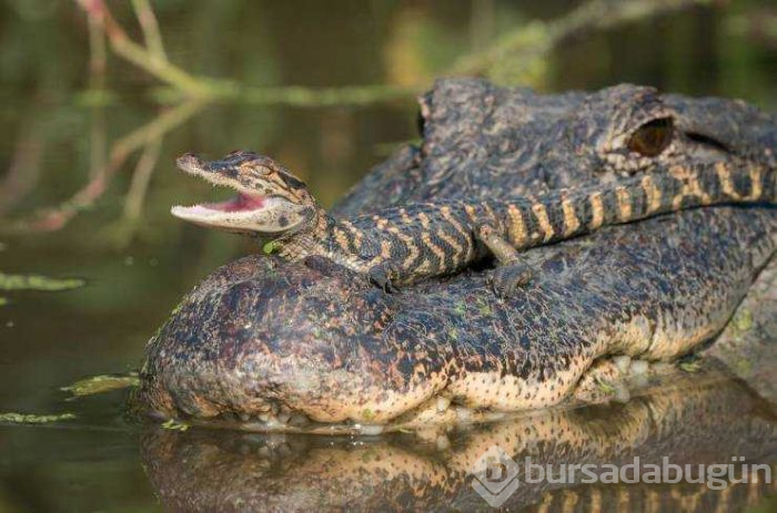 Günün en çok paylaşılan fotoğrafları