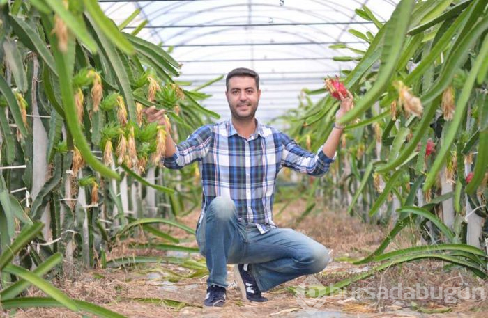 İşini bırakıp ejder meyvesi üretti