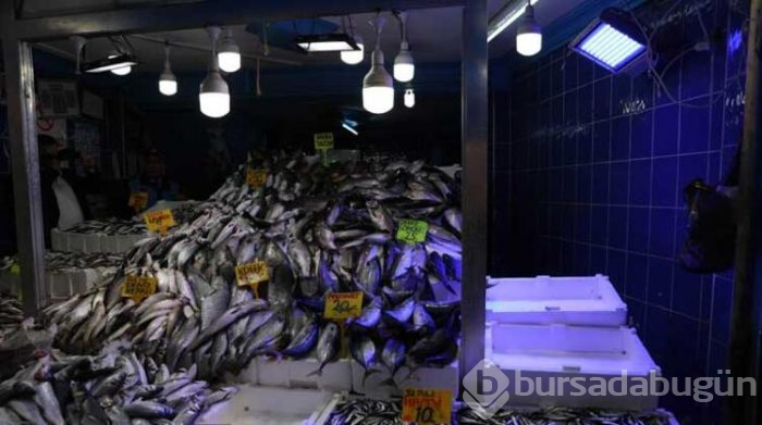 Balıkçılardaki mavi ışığın sırrı çözüldü