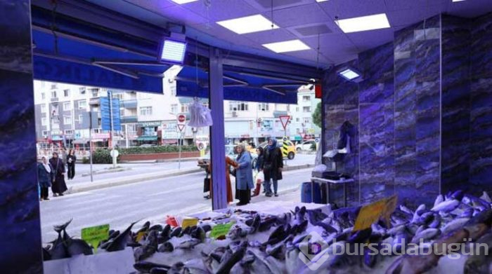 Balıkçılardaki mavi ışığın sırrı çözüldü