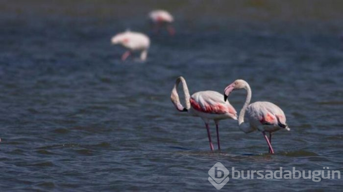 Büyükçekmece Gölü'nün sürpriz konukları
