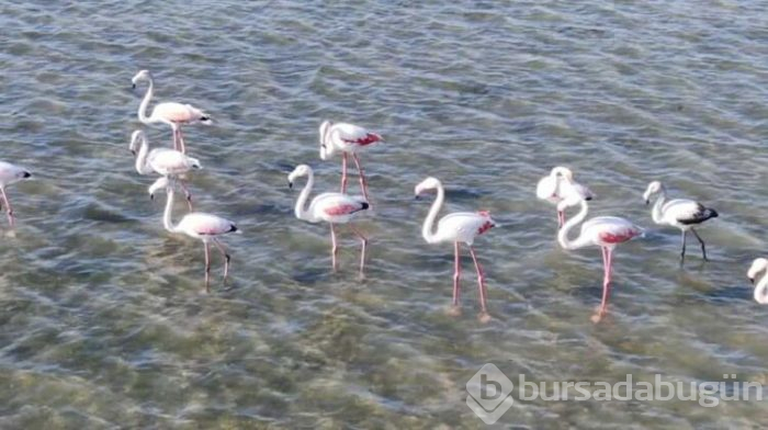 Büyükçekmece Gölü'nün sürpriz konukları
