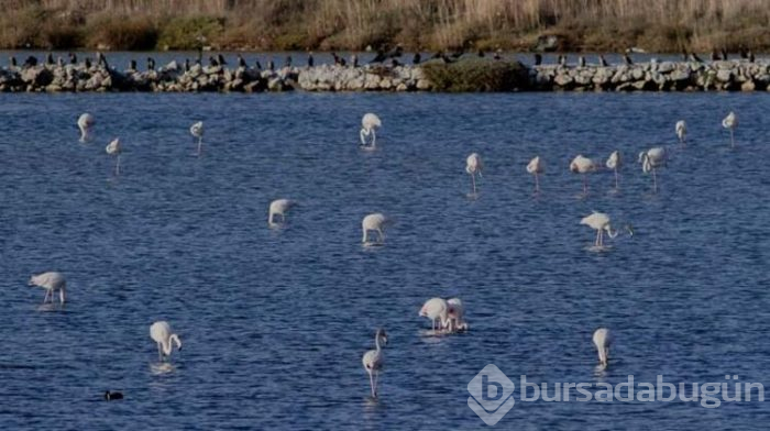 Büyükçekmece Gölü'nün sürpriz konukları

