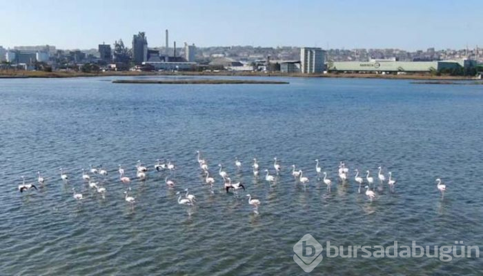 Büyükçekmece Gölü'nün sürpriz konukları

