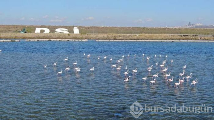 Büyükçekmece Gölü'nün sürpriz konukları
