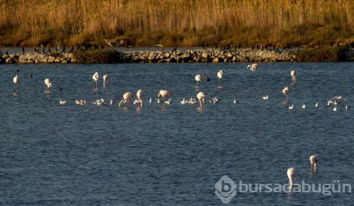 Büyükçekmece Gölü'nün sürpriz konukları
