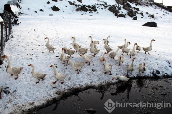 Karın yağmasıyla birlikte kazlar kesilmeye başlandı