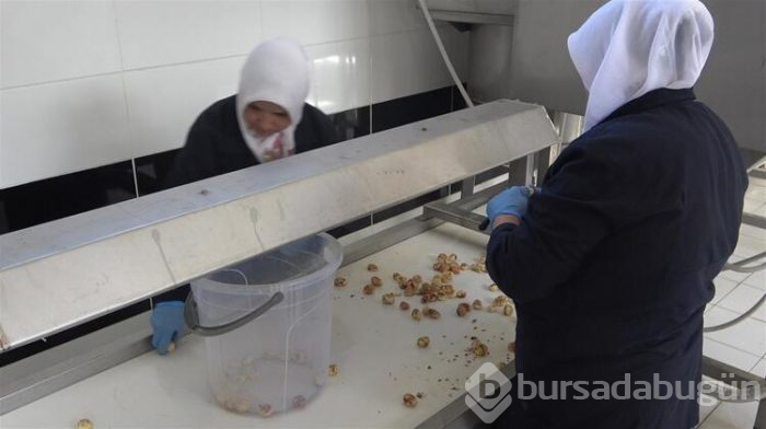 Daha lezzetli olması için fabrikaya gönderiliyor