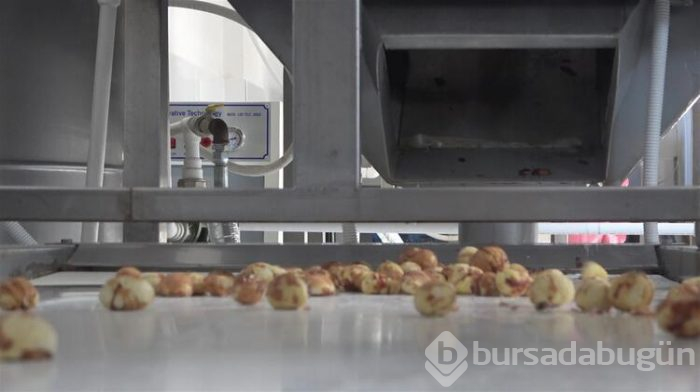 Daha lezzetli olması için fabrikaya gönderiliyor
