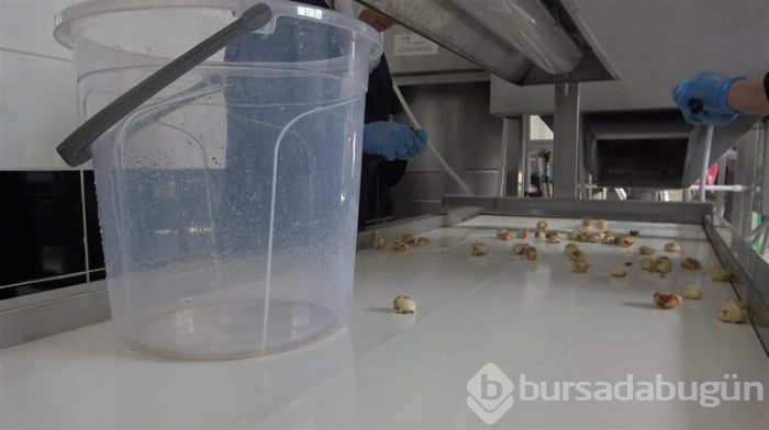 Daha lezzetli olması için fabrikaya gönderiliyor