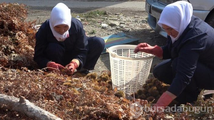 Daha lezzetli olması için fabrikaya gönderiliyor