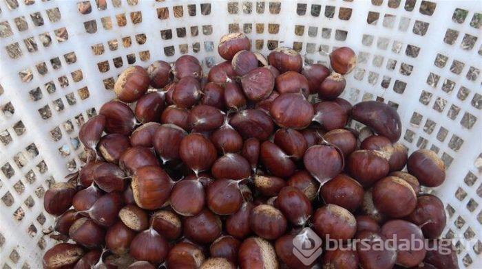 Daha lezzetli olması için fabrikaya gönderiliyor