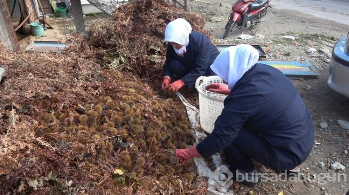 Daha lezzetli olması için fabrikaya gönderiliyor