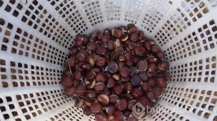 Daha lezzetli olması için fabrikaya gönderiliyor