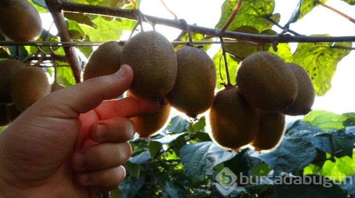 Üreticilerin kividen beklentisi yüksek
