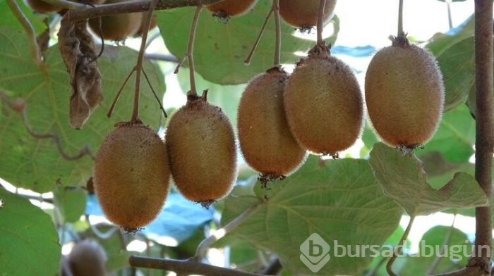 Üreticilerin kividen beklentisi yüksek
