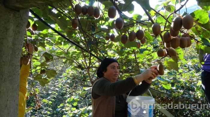 Üreticilerin kividen beklentisi yüksek

