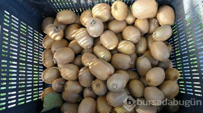 Üreticilerin kividen beklentisi yüksek
