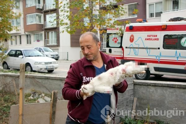 Bolu'da akılalmaz canilik!