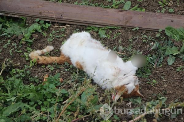 Bolu'da akılalmaz canilik!