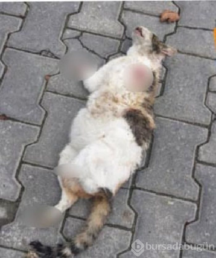 Bolu'da akılalmaz canilik!