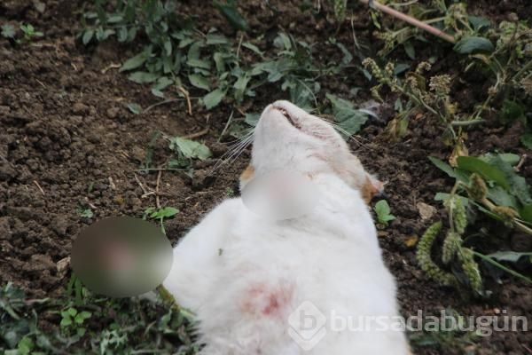 Bolu'da akılalmaz canilik!