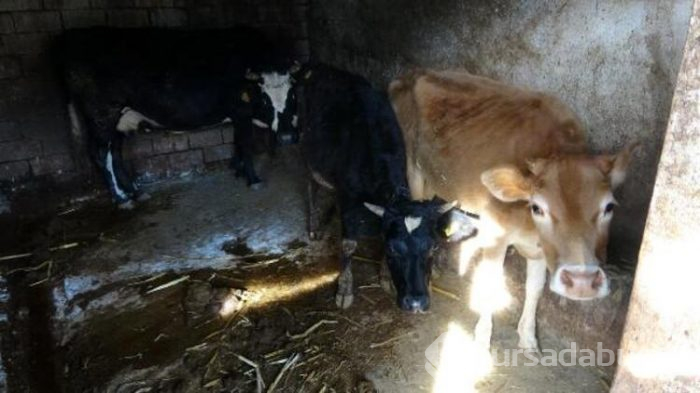 Trabzon'da ürküten olay! 30'u da öldü!