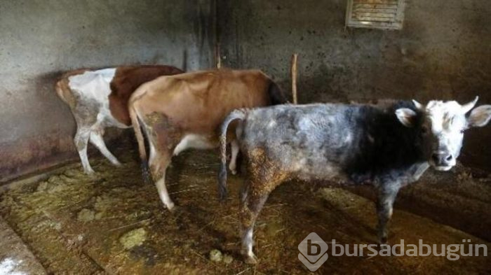 Trabzon'da ürküten olay! 30'u da öldü!