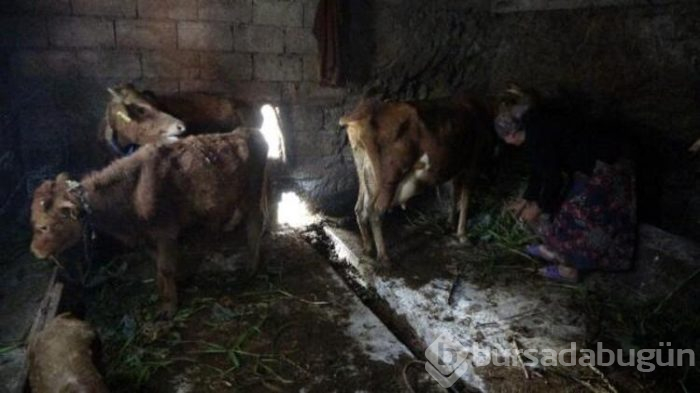 Trabzon'da ürküten olay! 30'u da öldü!