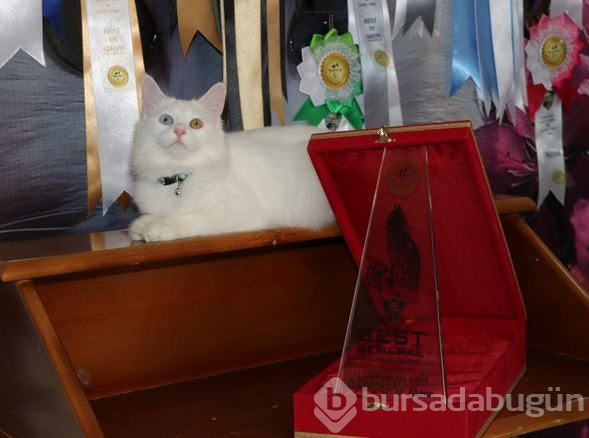 Dünyaya güzelliğini kanıtlayan 'Van Kedisi' 