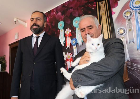 Dünyaya güzelliğini kanıtlayan 'Van Kedisi' 