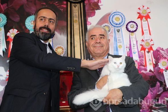 Dünyaya güzelliğini kanıtlayan 'Van Kedisi' 