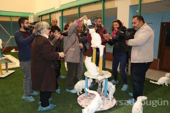 Dünyaya güzelliğini kanıtlayan 'Van Kedisi' 