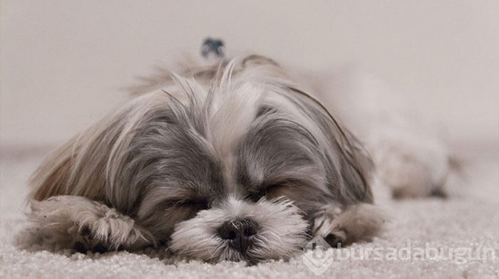 Dostunuz olacak 6 köpek cinsi