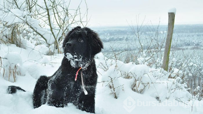 Dostunuz olacak 6 köpek cinsi