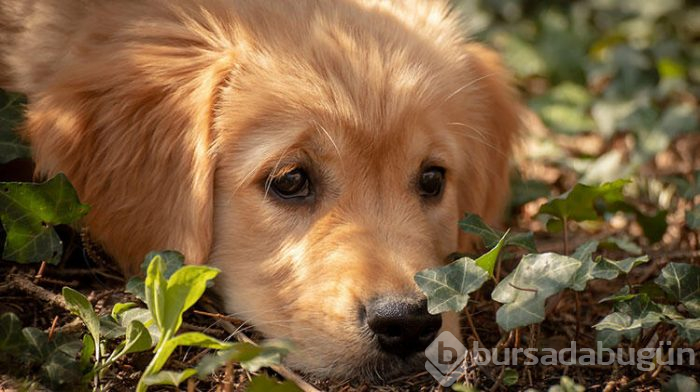 Dostunuz olacak 6 köpek cinsi