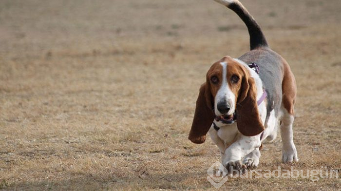 Dostunuz olacak 6 köpek cinsi
